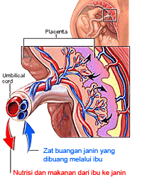 Letak Plasenta dalam rahim