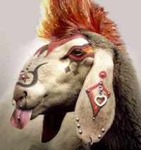 Ramalan nasib shio kambing